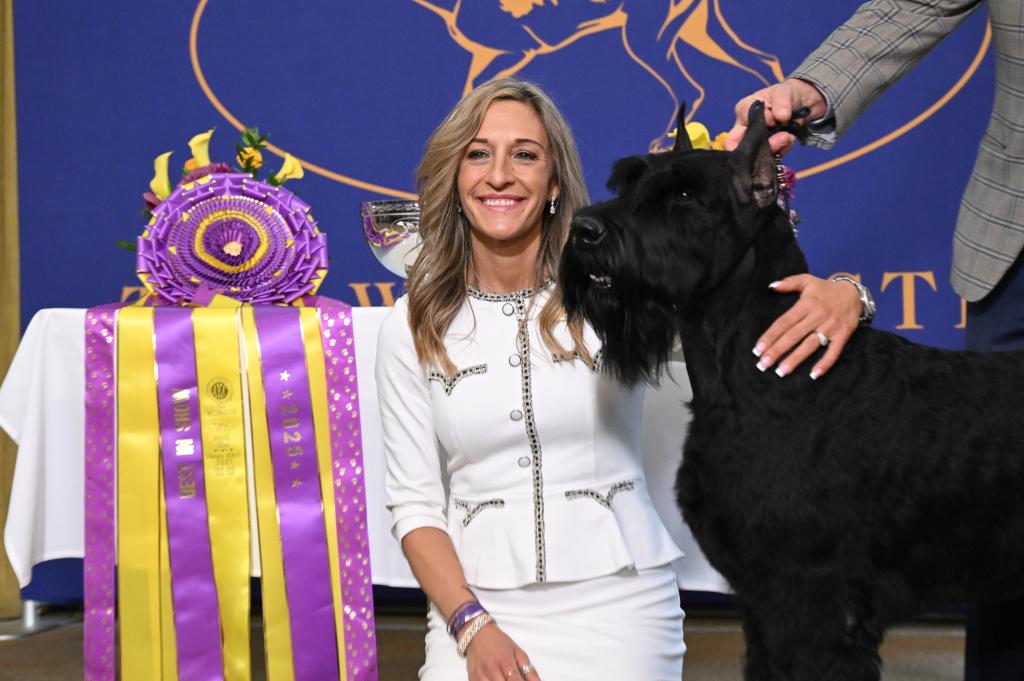 Exclusive | Meet with Monty, the giant Schnauzer who made the history of Westminster like 2025 'Best in Show' Dog: 'I knew he was special when he was baby'